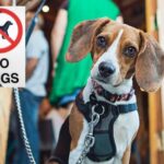 Si planeas viajar por Acción de Gracias, estas son las mejores aerolíneas para familias en EE.UU. »