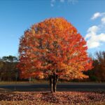 Un Viaje al Corazón del Frío »